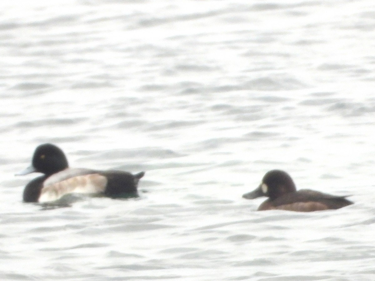 Greater Scaup - ML646490908