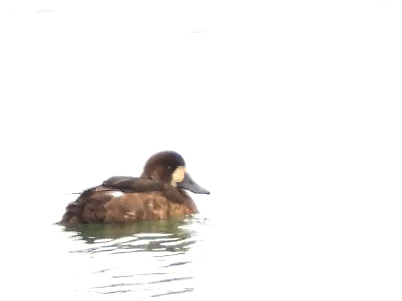 Greater Scaup - ML646490909