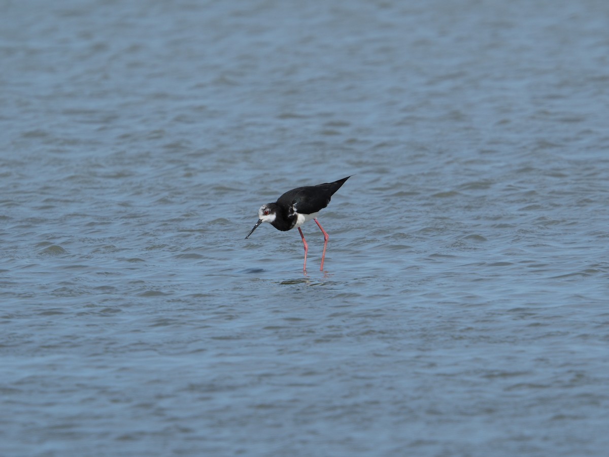 Pied x Black Stilt (hybrid) - ML646490910