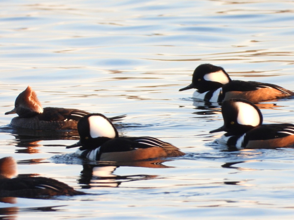 Hooded Merganser - ML646490911