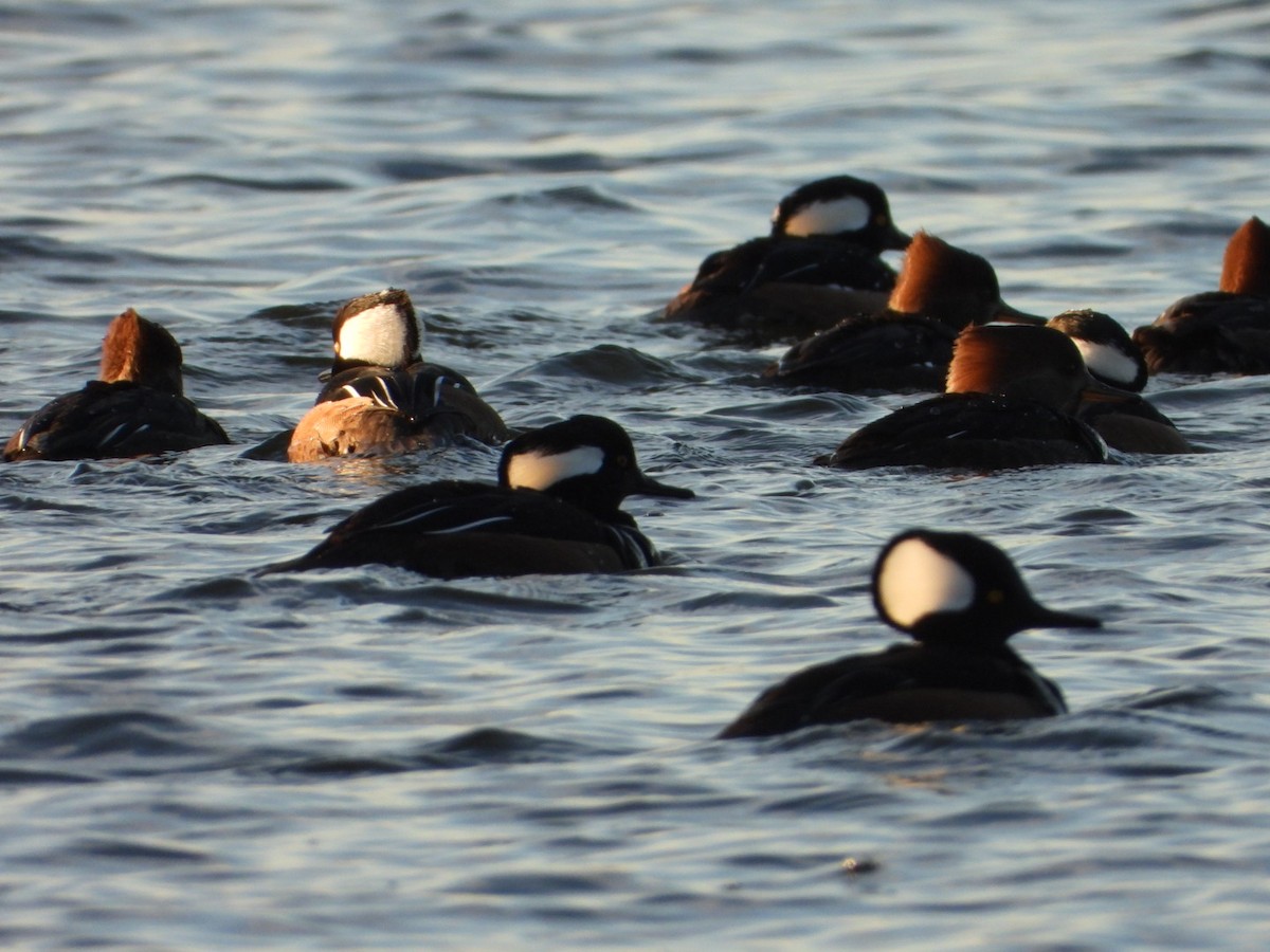 Hooded Merganser - ML646490912