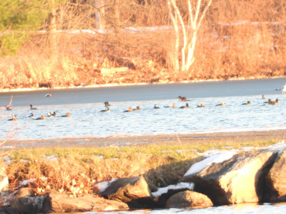 Hooded Merganser - ML646490913