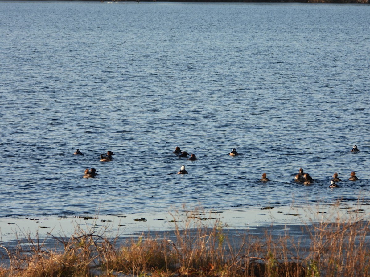 Hooded Merganser - ML646490914
