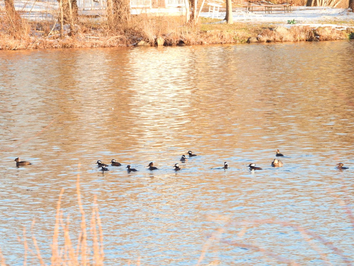 Hooded Merganser - ML646490915
