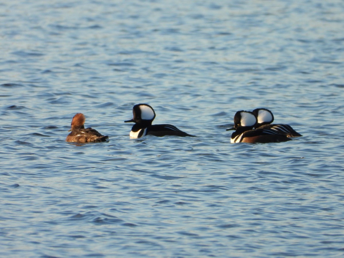Hooded Merganser - ML646490916