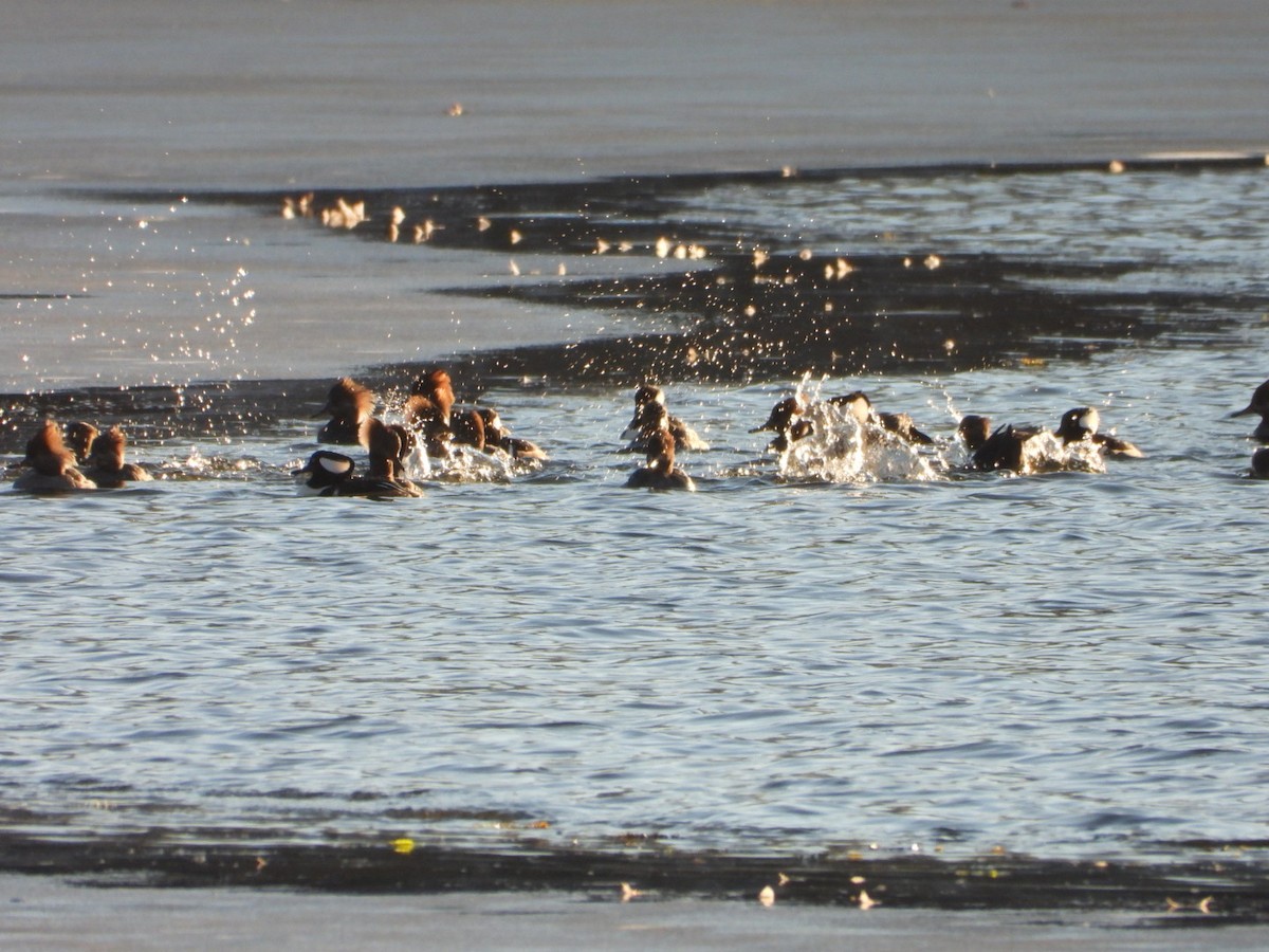 Hooded Merganser - ML646490917