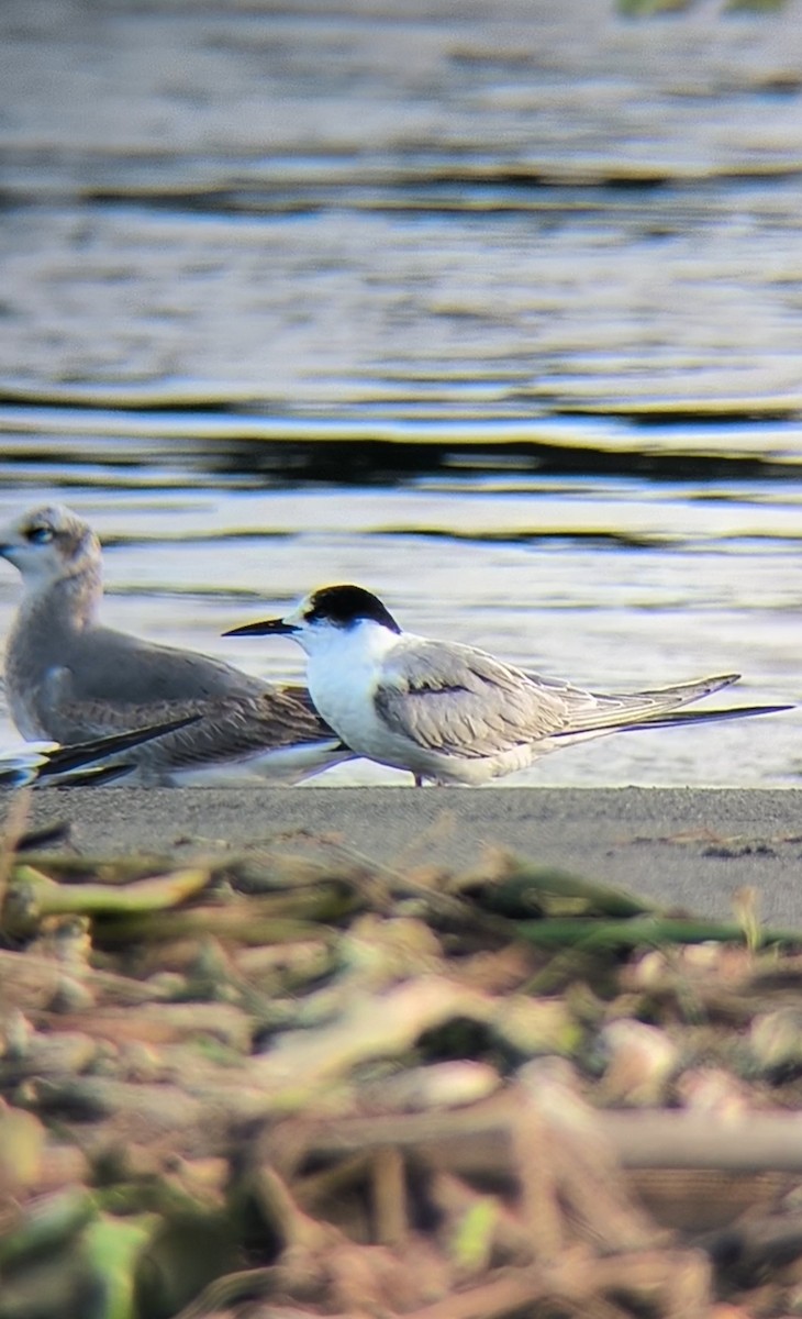 Common Tern - ML646490918