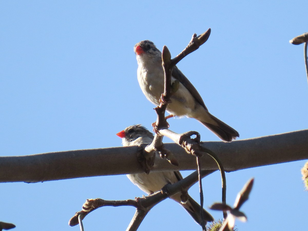 Veuve dominicaine - ML646490920