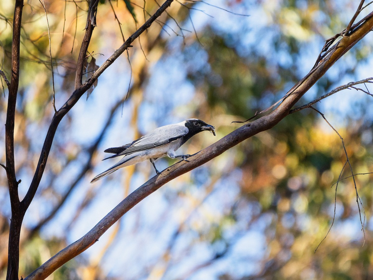 Black-faced Cuckooshrike - ML646490923