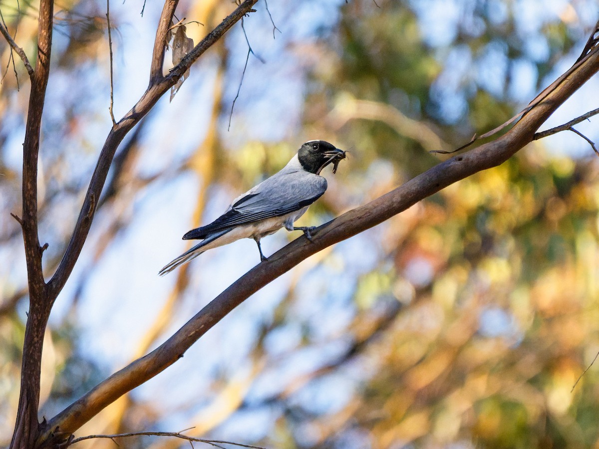 Black-faced Cuckooshrike - ML646490924