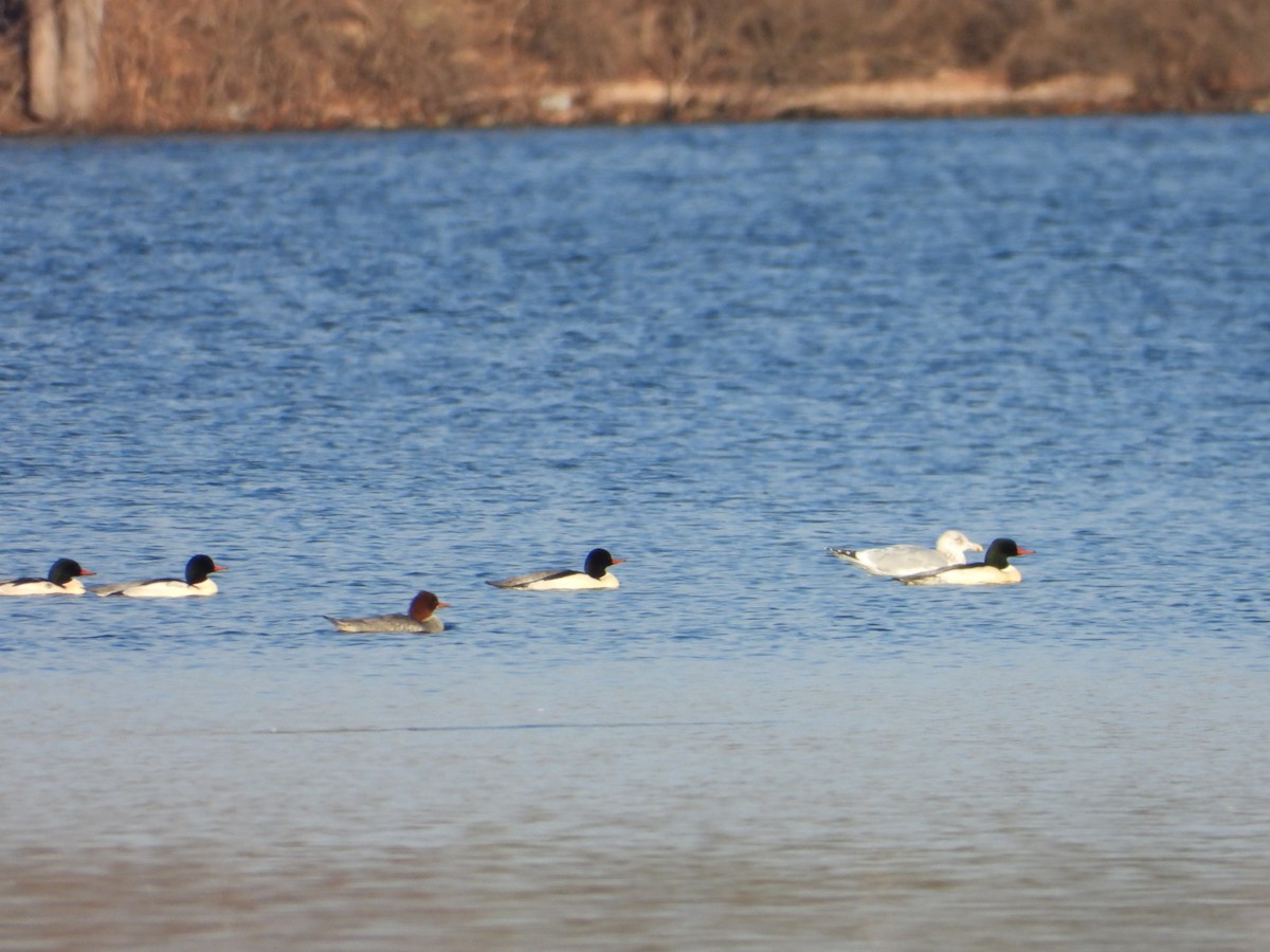Common Merganser - ML646490926