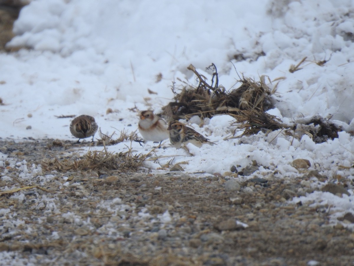 sněhule severní - ML646490927