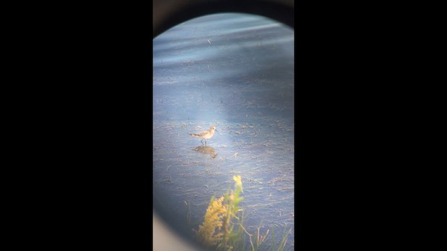 Baird's Sandpiper - ML646490932