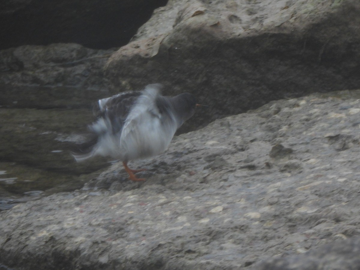 Purple Sandpiper - ML646490933