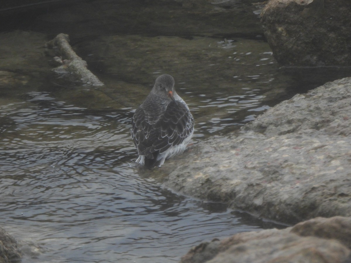 Purple Sandpiper - ML646490934