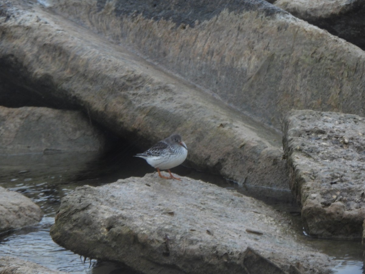 Purple Sandpiper - ML646490935