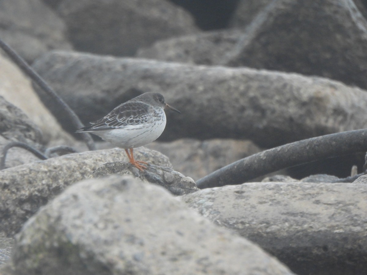 Purple Sandpiper - ML646490936