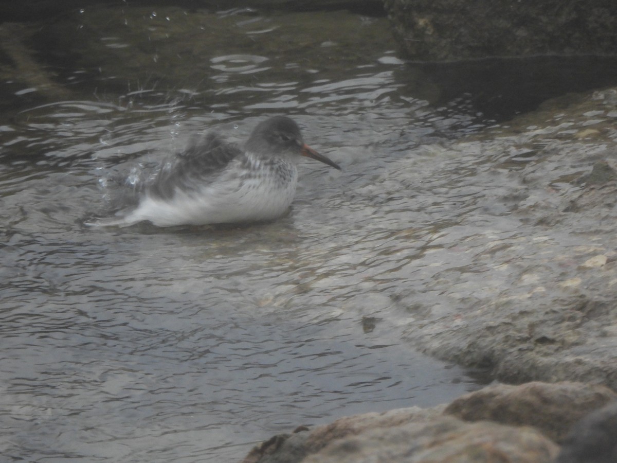 Purple Sandpiper - ML646490937