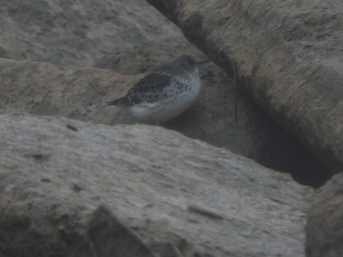 Purple Sandpiper - ML646490938