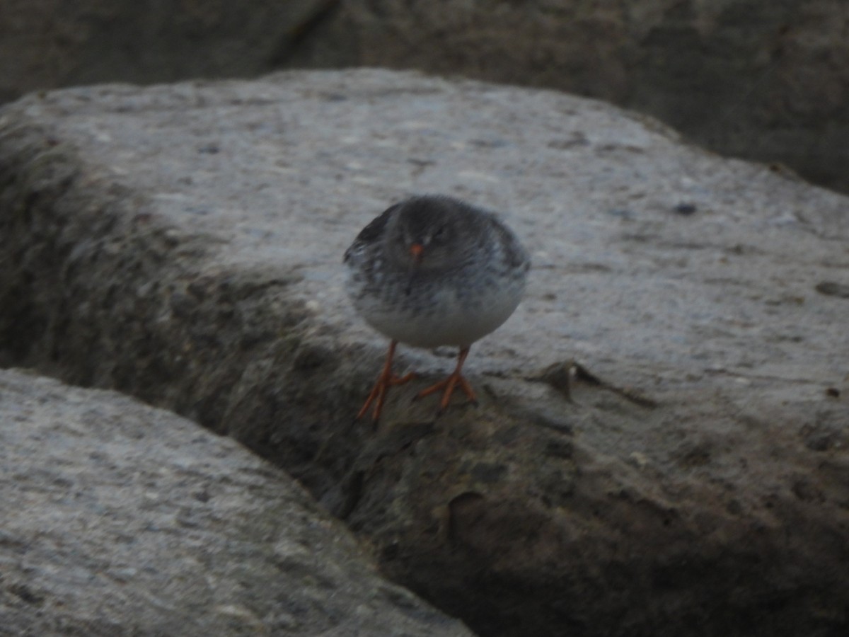 Purple Sandpiper - ML646490939