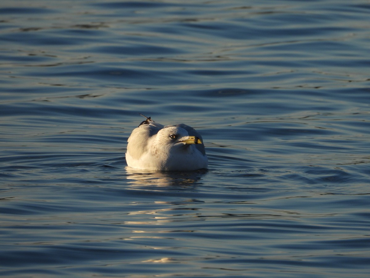 Ring-billed Gull - ML646490940
