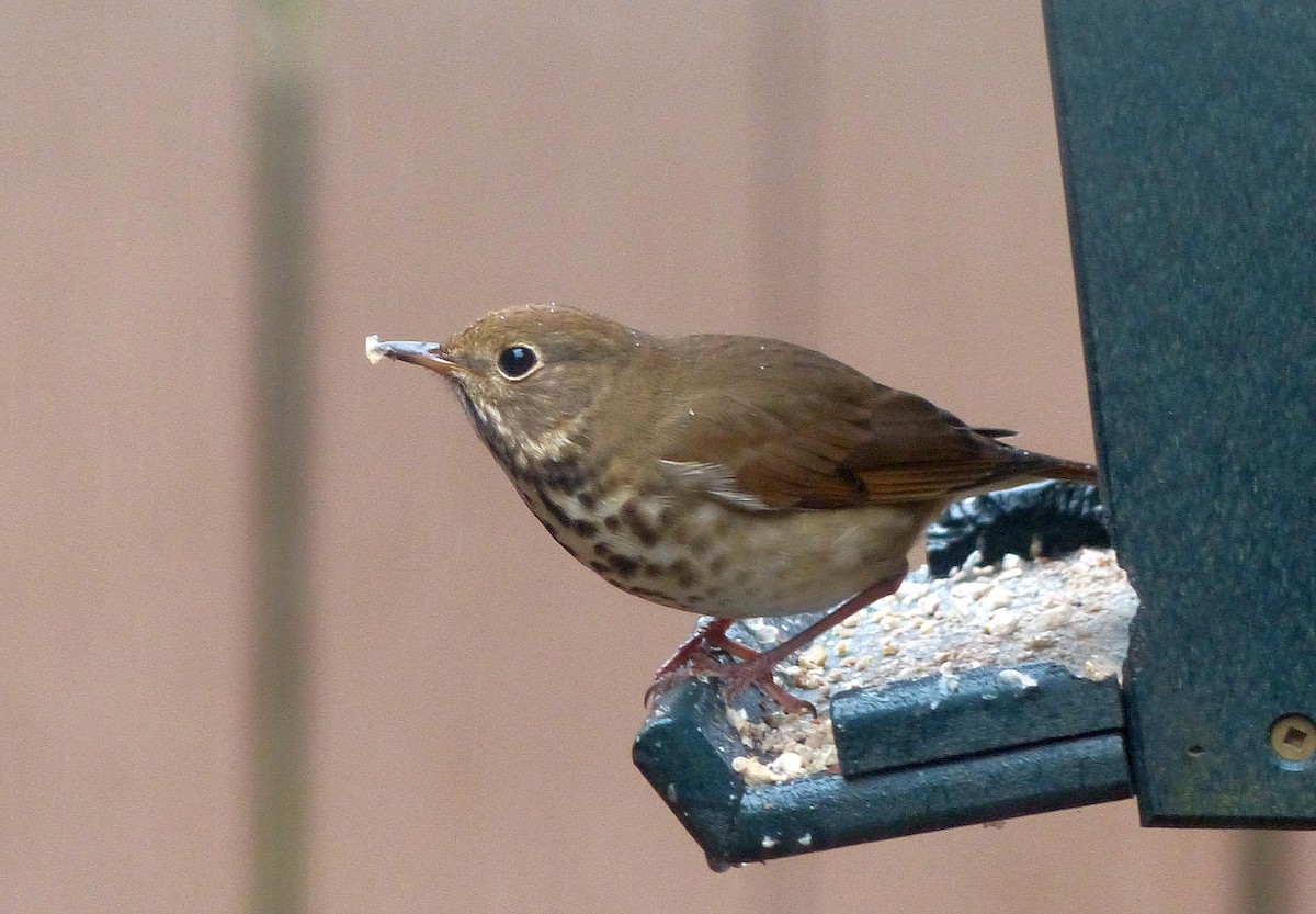 Münzevi Bülbül Ardıcı - ML646490941