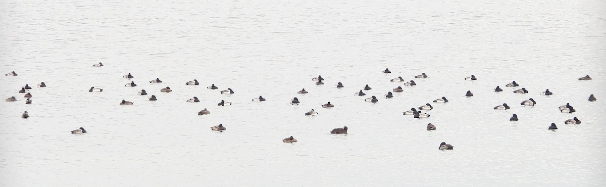Greater Scaup - ML646490943
