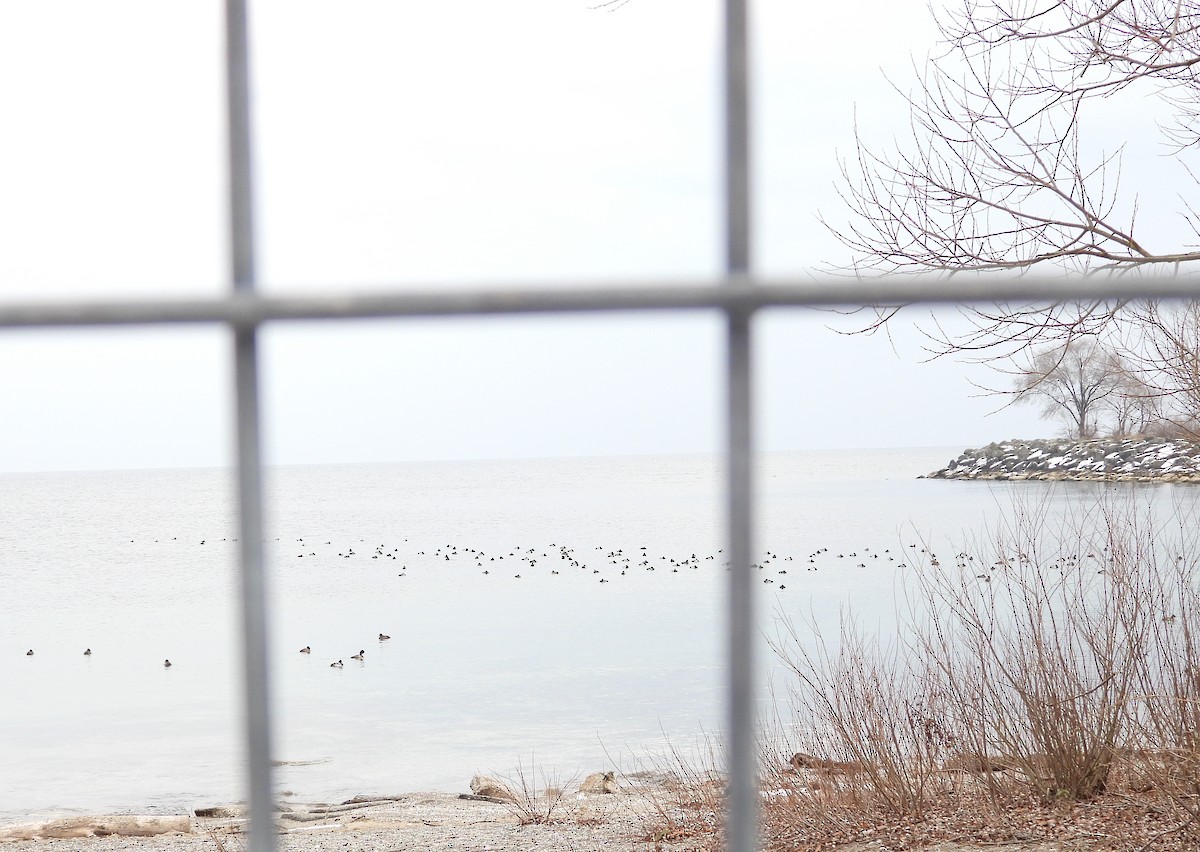 Greater Scaup - ML646490944