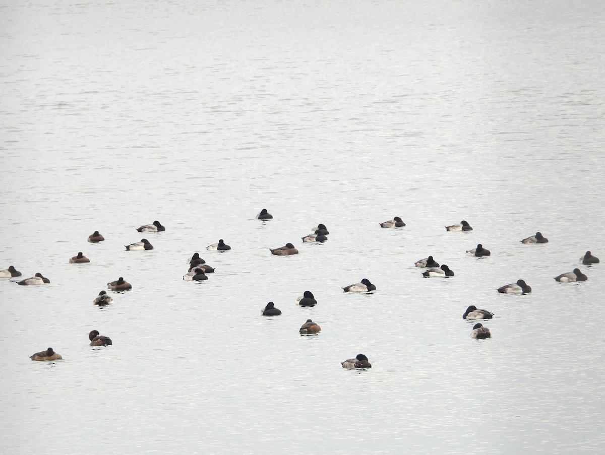 Greater Scaup - ML646490945