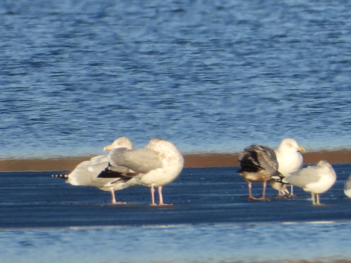 American Herring Gull - ML646490948