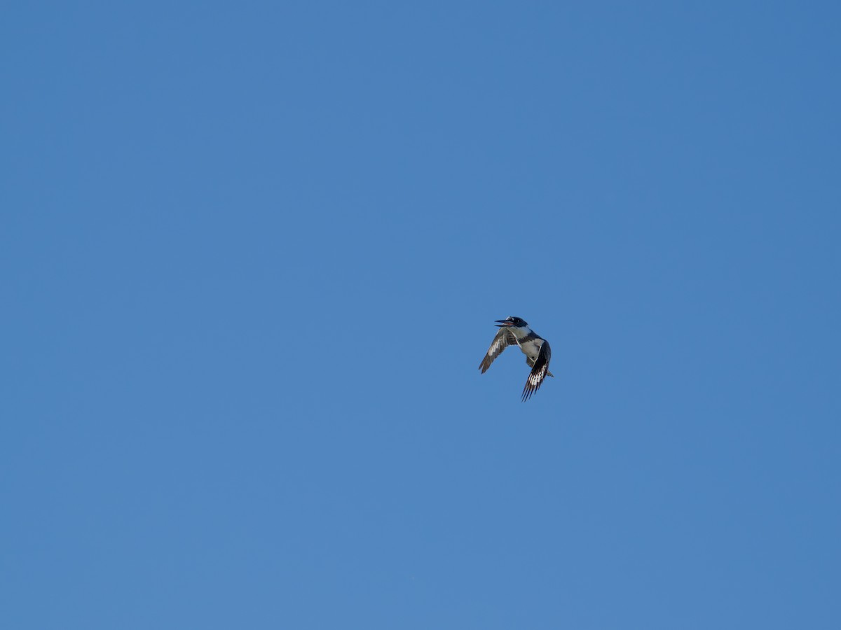 Belted Kingfisher - ML646490950