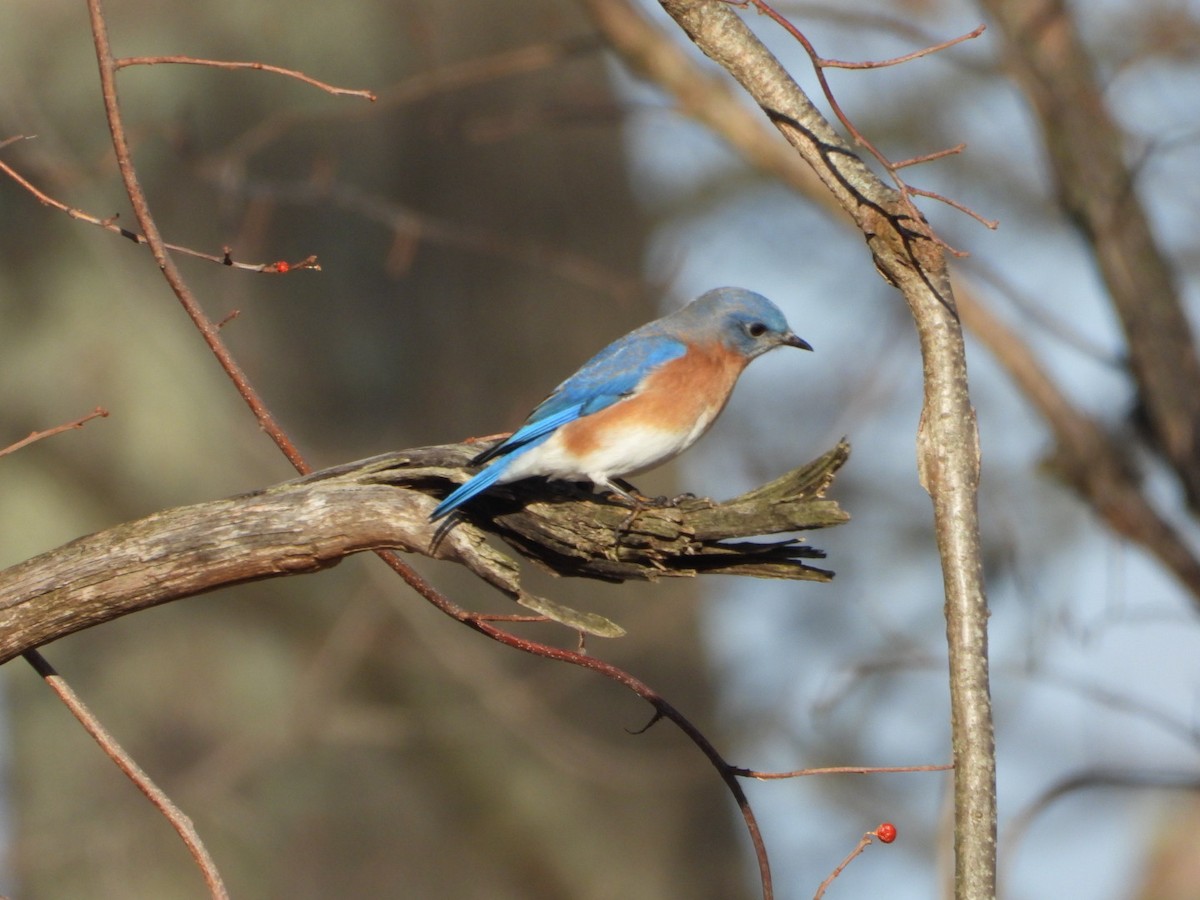 Eastern Bluebird - ML646490952