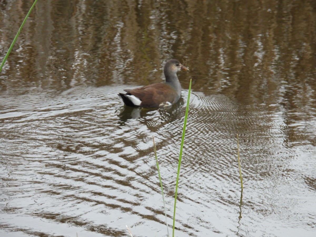 Американская камышница - ML646490954