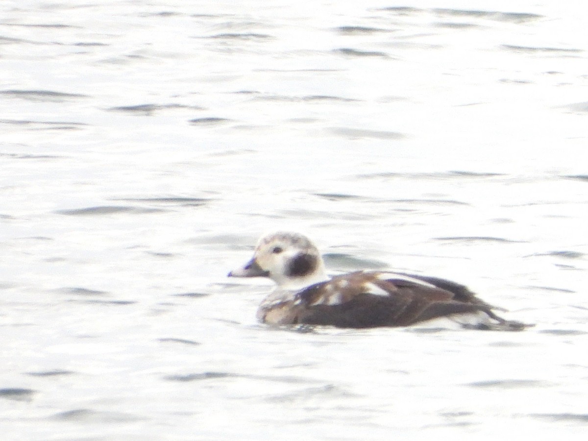 Long-tailed Duck - ML646490955