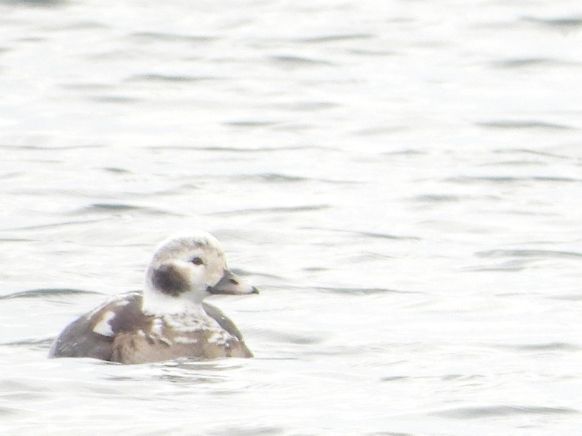 Long-tailed Duck - ML646490958