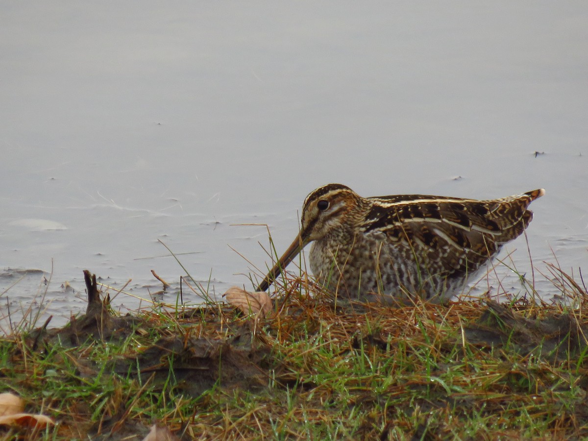 Wilson's Snipe - ML646490959