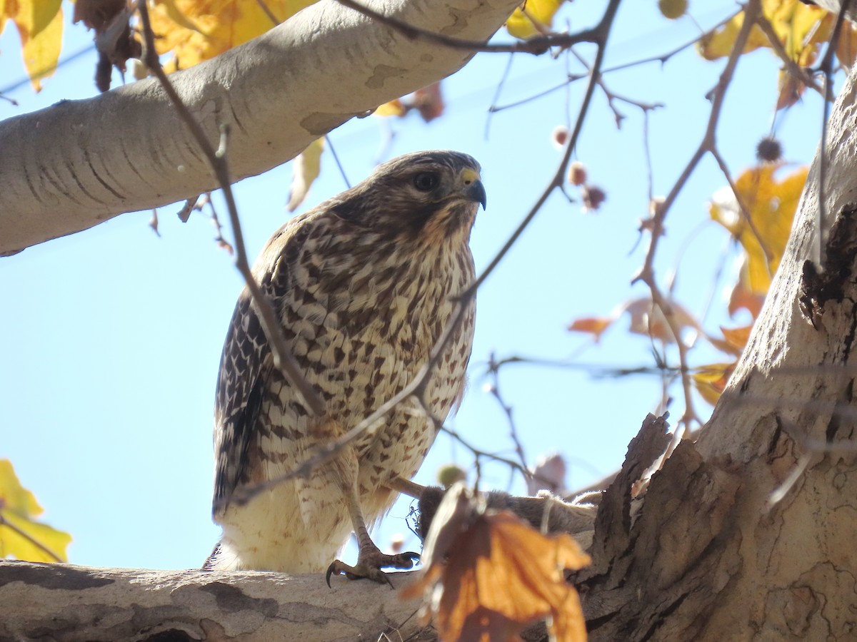 Buse à épaulettes - ML646490960
