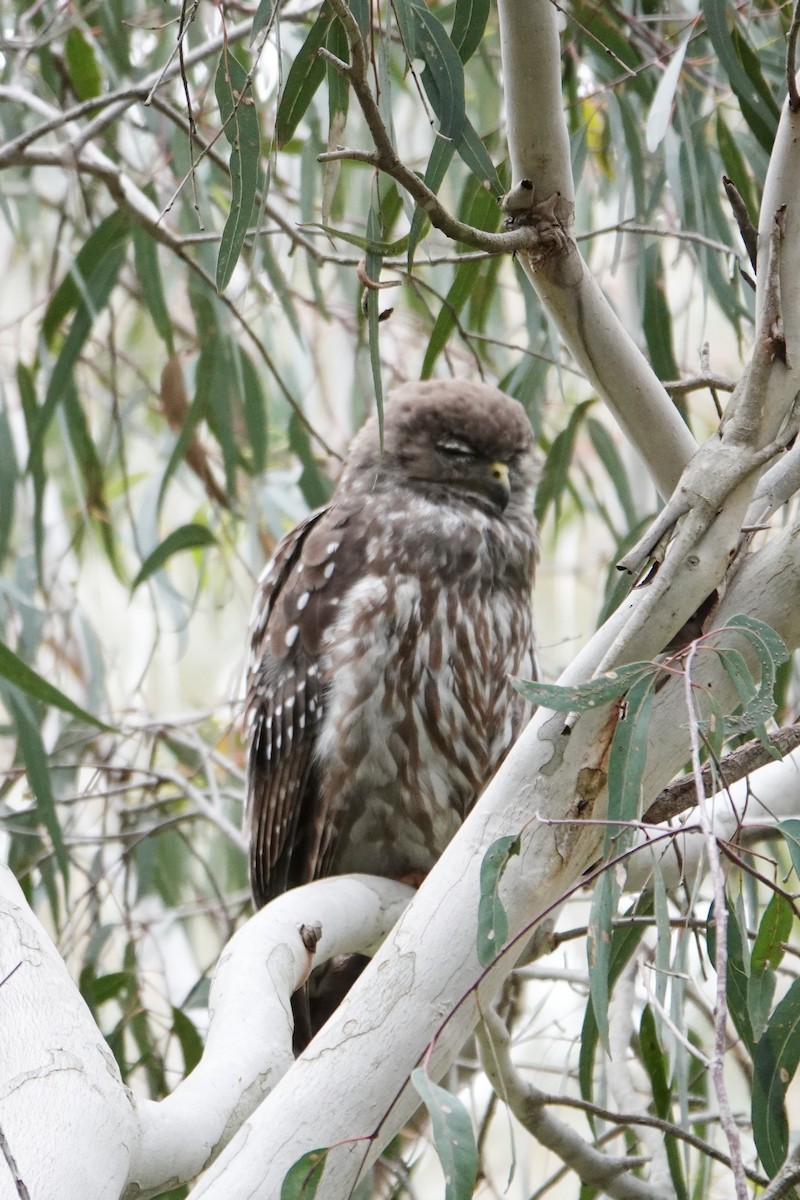 Barking Owl - ML646490961