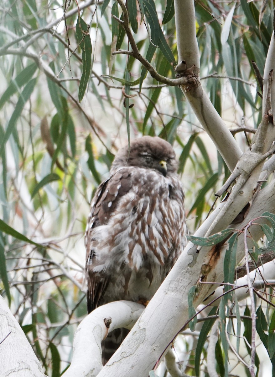 Barking Owl - ML646490962