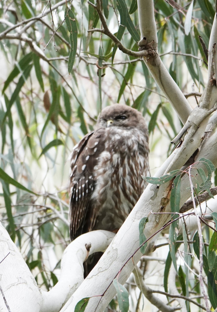 Barking Owl - ML646490963