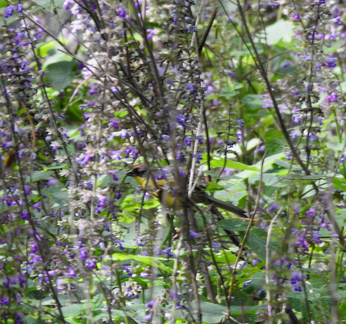 Rufous-capped Brushfinch - ML646490969