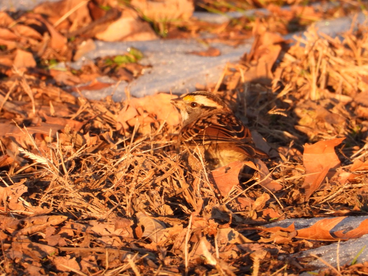 White-throated Sparrow - ML646490970