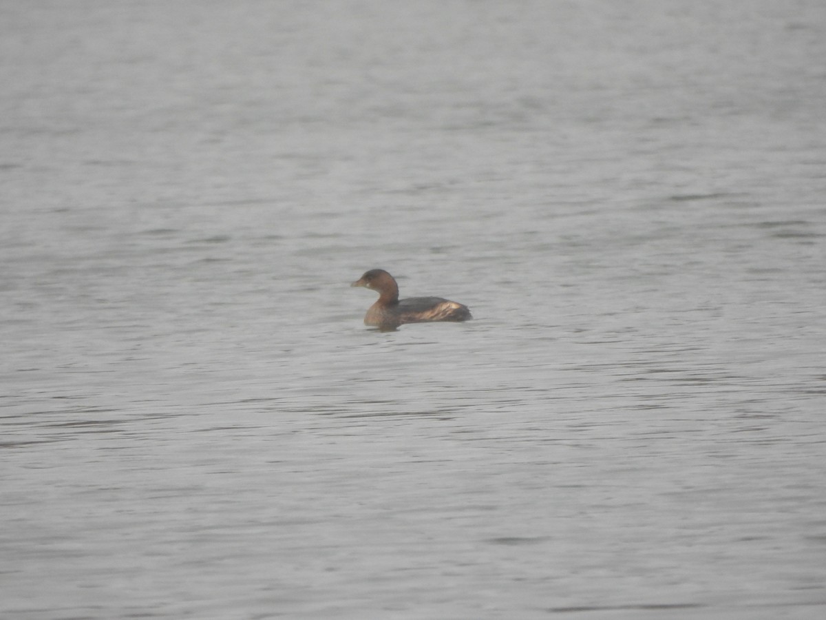 Pied-billed Grebe - ML646490971