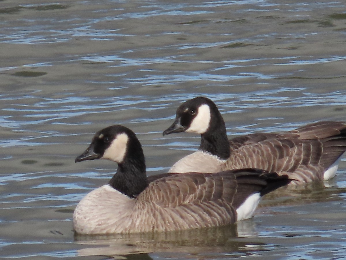 Oca canadese minore (hutchinsii) - ML646490973