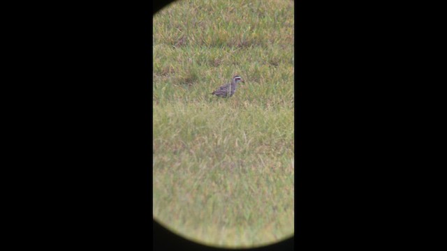 American Golden-Plover - ML646490979