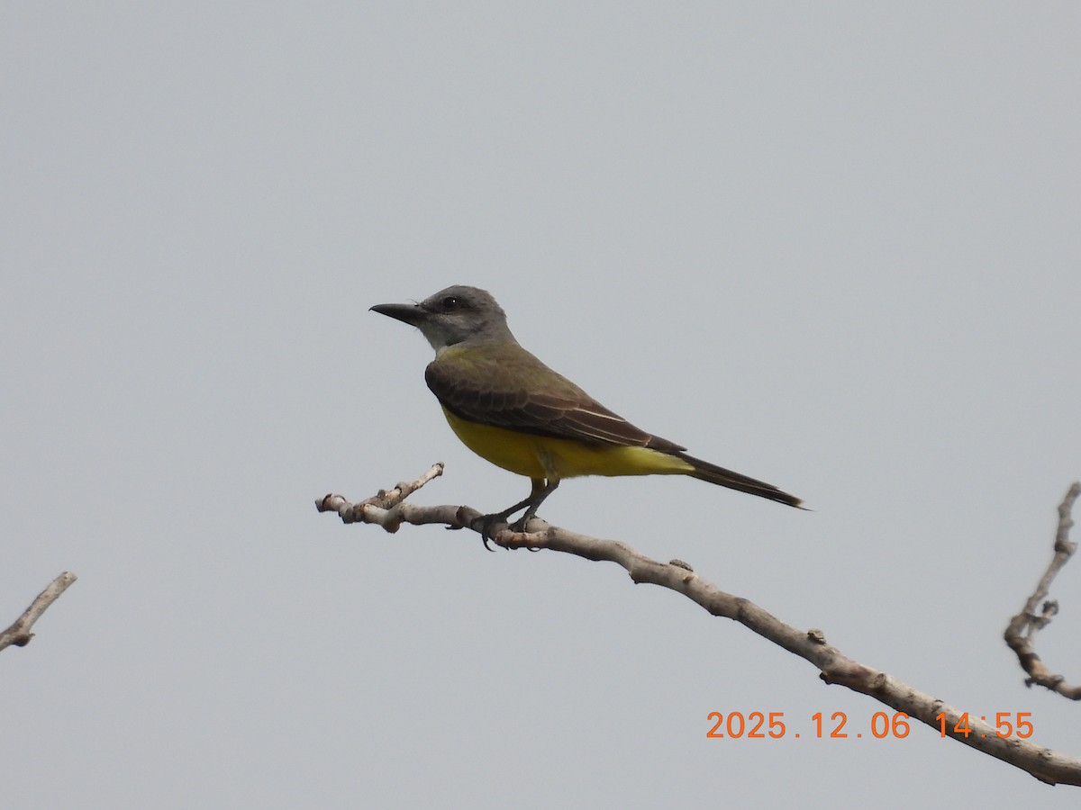 Tropical Kingbird - ML646490980