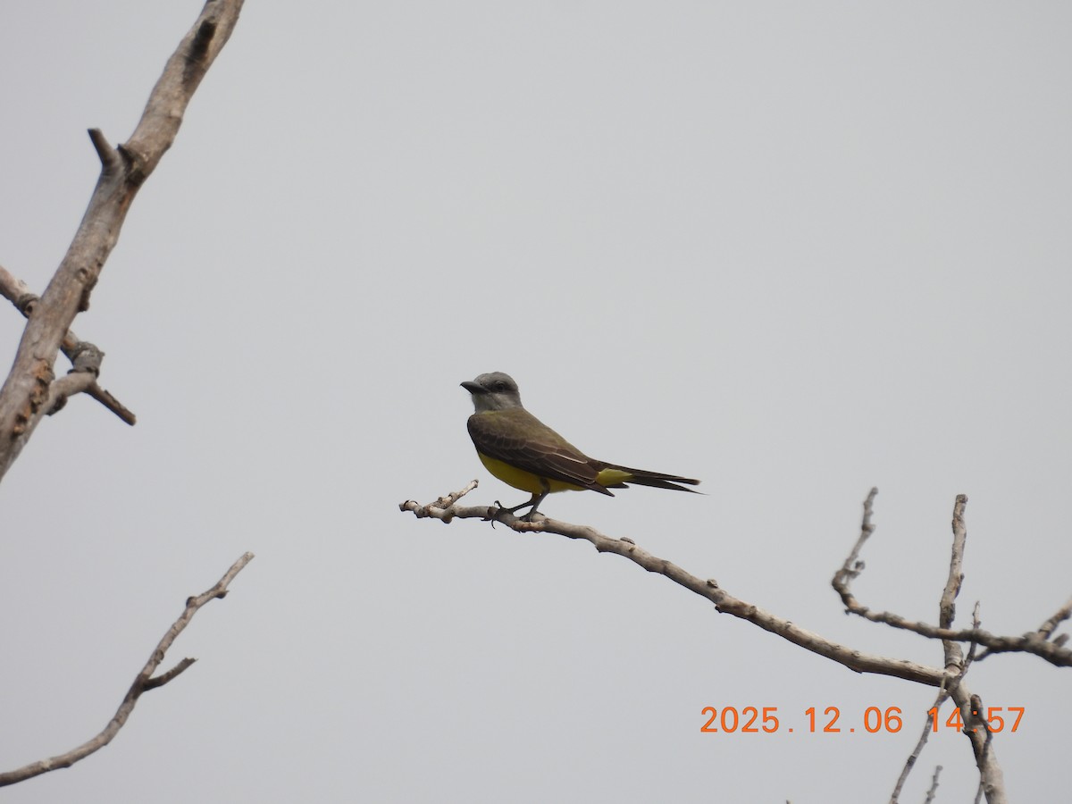 Tropical Kingbird - ML646490981