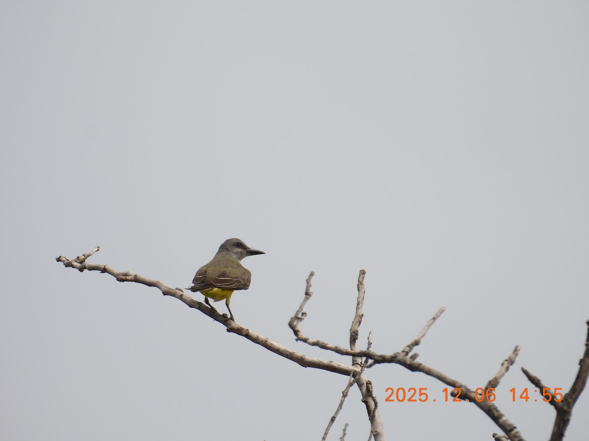 Tropical Kingbird - ML646490982