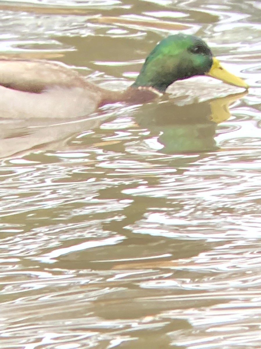 マガモ - ML646490985