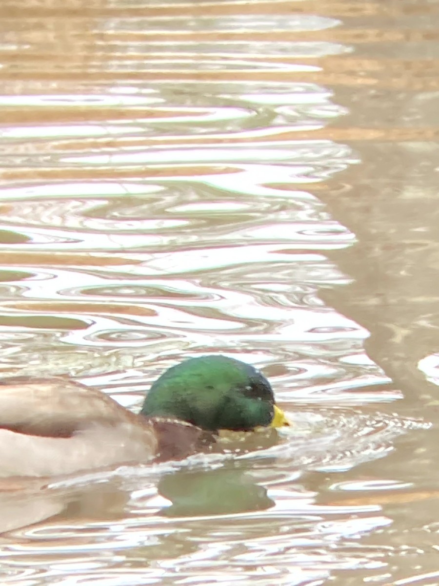 マガモ - ML646490986